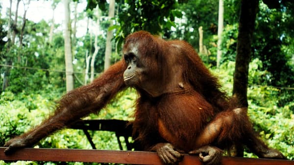 Olien i din chokolade koster orangutang-liv i Borneo